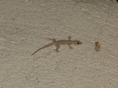 Hemidactylus platyurus