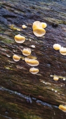 Stereum hirsutum