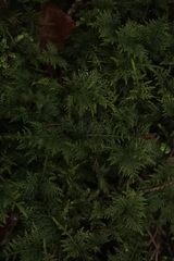 Thuidium tamariscinum