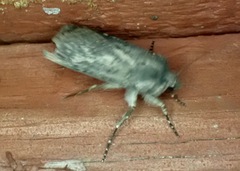 Euxoa velleripennis