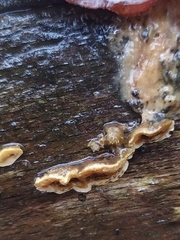 Stereum hirsutum