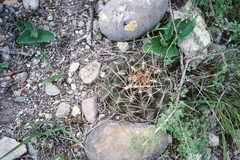 Thelocactus tulensis