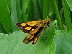 Ampittia dioscorides
