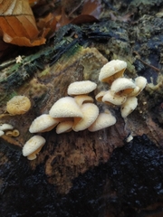 Phyllotopsis nidulans