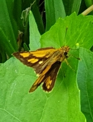 Ampittia dioscorides