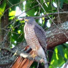 Rupornis magnirostris