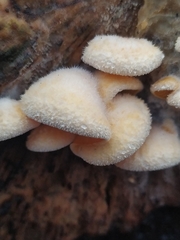 Phyllotopsis nidulans