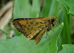 Ampittia dioscorides