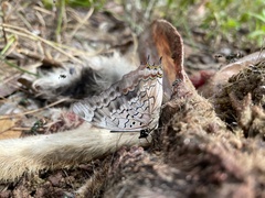 Charaxes