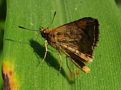 Ampittia dioscorides