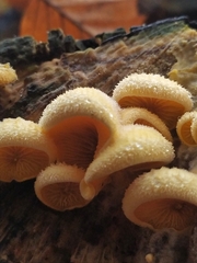 Phyllotopsis nidulans
