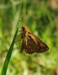 Ampittia dioscorides