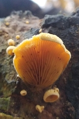 Phyllotopsis nidulans