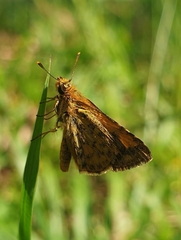 Ampittia dioscorides