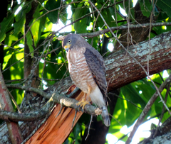 Rupornis magnirostris