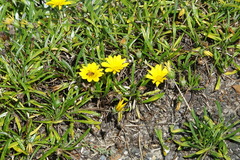 Gazania rigens