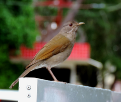 Turdus leucomelas