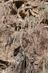 Cleistocactus parviflorus