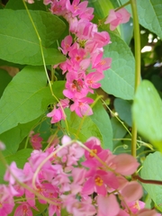 Trigona chanchamayoensis