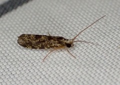 Polycentropodidae