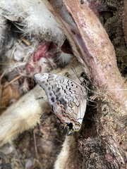 Charaxes