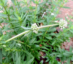 Spermacoce verticillata