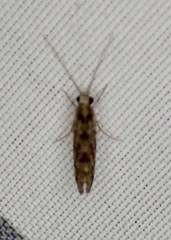 Polycentropodidae