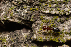 Camponotus lateralis