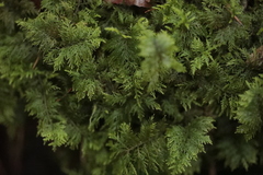 Thuidium tamariscinum