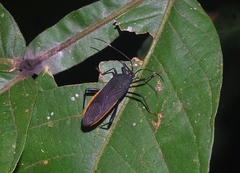 Nematopus