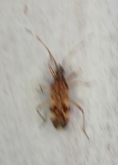 Ozophora picturata