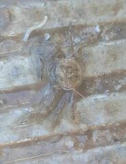 Pisidia