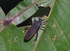 Nematopus