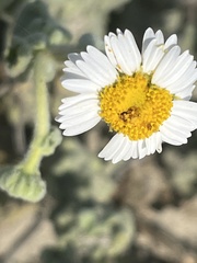 Perityle crassifolia