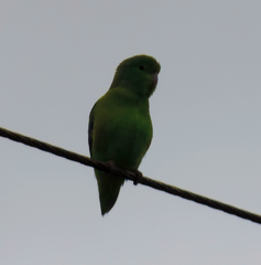 Forpus xanthopterygius