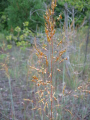 Sorghastrum