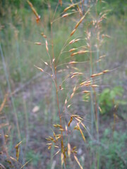 Sorghastrum
