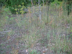 Sorghastrum