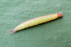 Opsiphanes invirae
