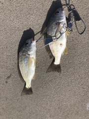 Leiostomus xanthurus
