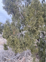 Juniperus monosperma