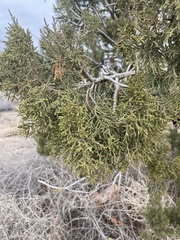 Juniperus monosperma