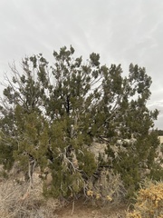 Juniperus monosperma