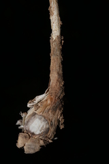 Allium convallarioides