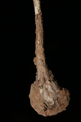 Allium convallarioides