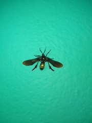 Macrocneme chrysitis