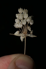 Allium convallarioides
