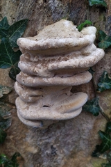 Trametes gibbosa