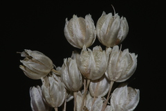 Allium convallarioides