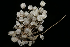 Allium convallarioides